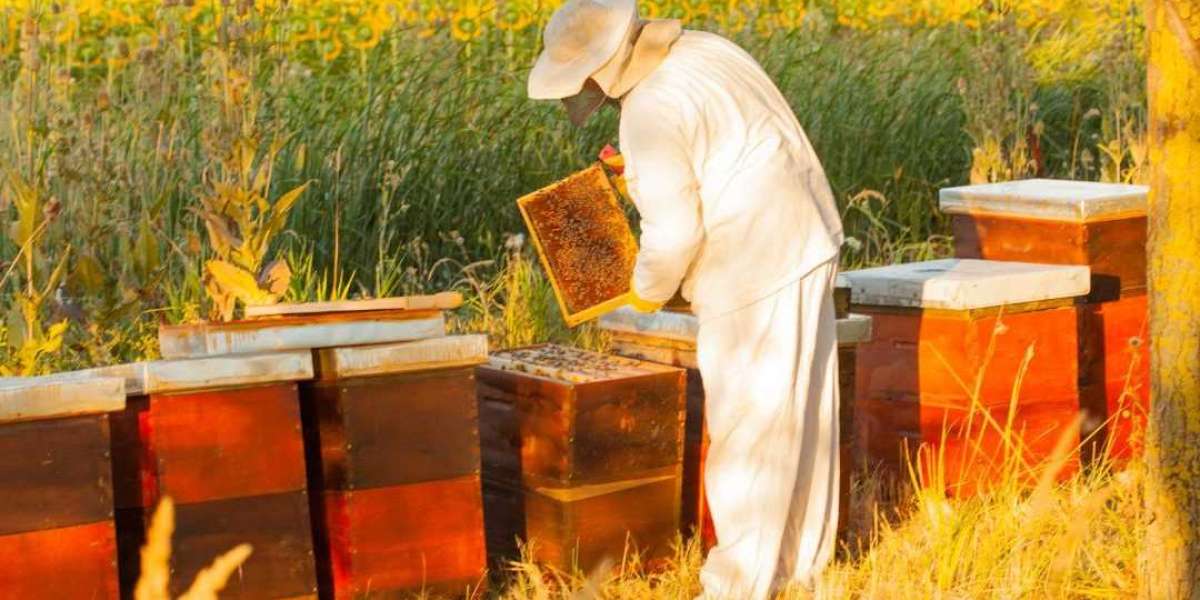 Unveiling the Golden Harvest: Lappes Bee Supply's Guide to Honey Extraction