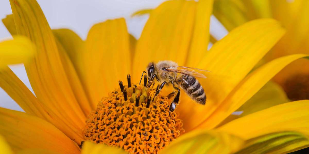 Sweet Nectar Seekers: Honey Bees for Sale in Iowa