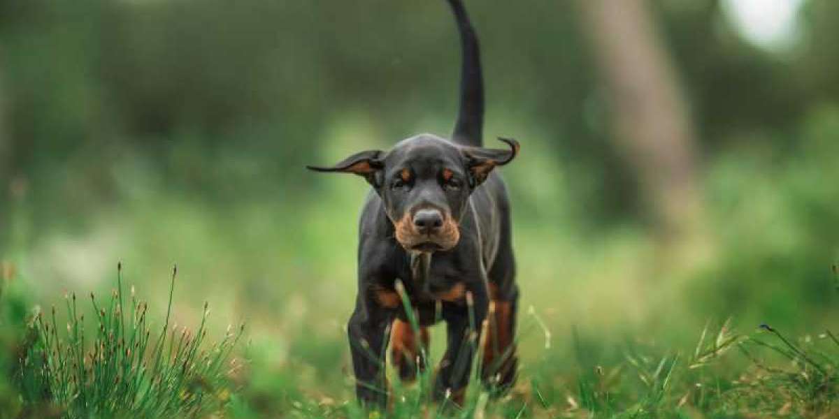 Taming the Nipping Tail: Tips for Handling Tail Nipping in European Doberman Puppies