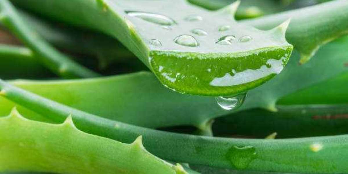 Aloe Vera Market Trends, Industry Statistics, Growth and Future Growth 2024-2032
