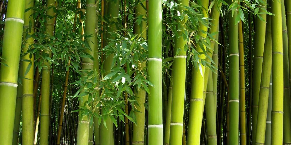 Bamboo Market Competitive and SWOT Analysis Forecast To 2031