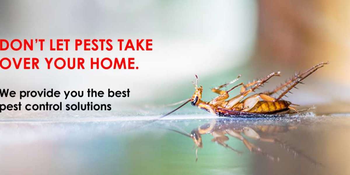 Pest Control Services in Lucknow | Termite Control Services in Lucknow