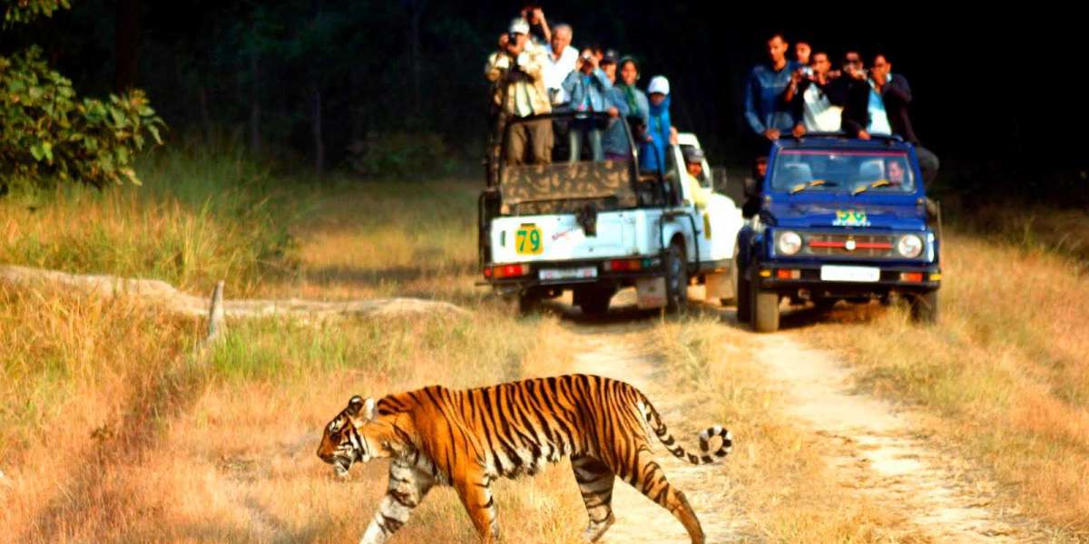 The Thrilling Adventure of a Tiger Safari: A Journey into the Heart of the Wilderness