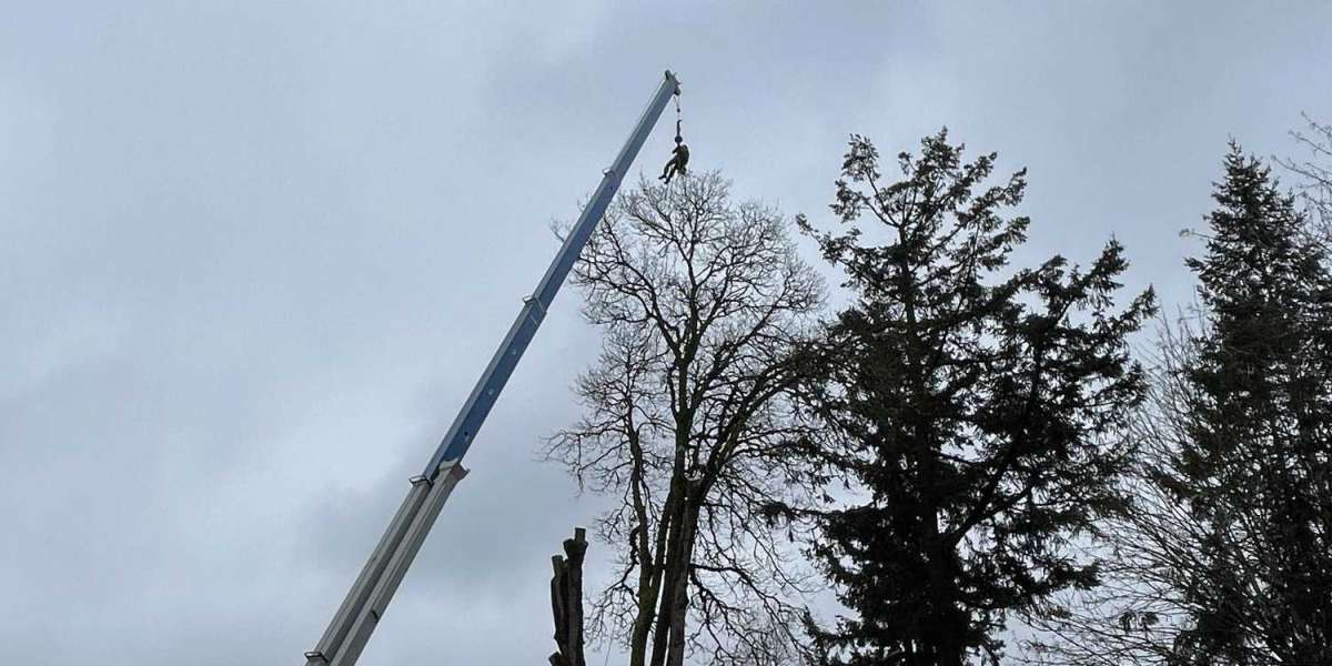 Why You Should Call a Tree Service for a Large Tree Removal