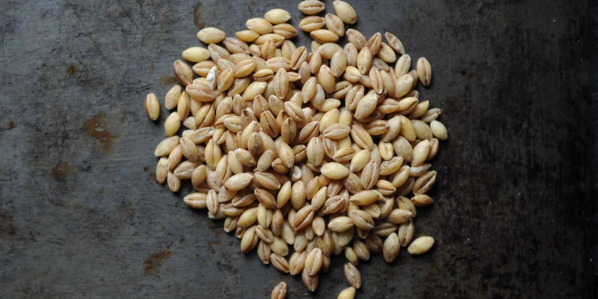 Malted Barley Market Will Grow At Highest Pace Owing To Increasing Demand From Beer Industry