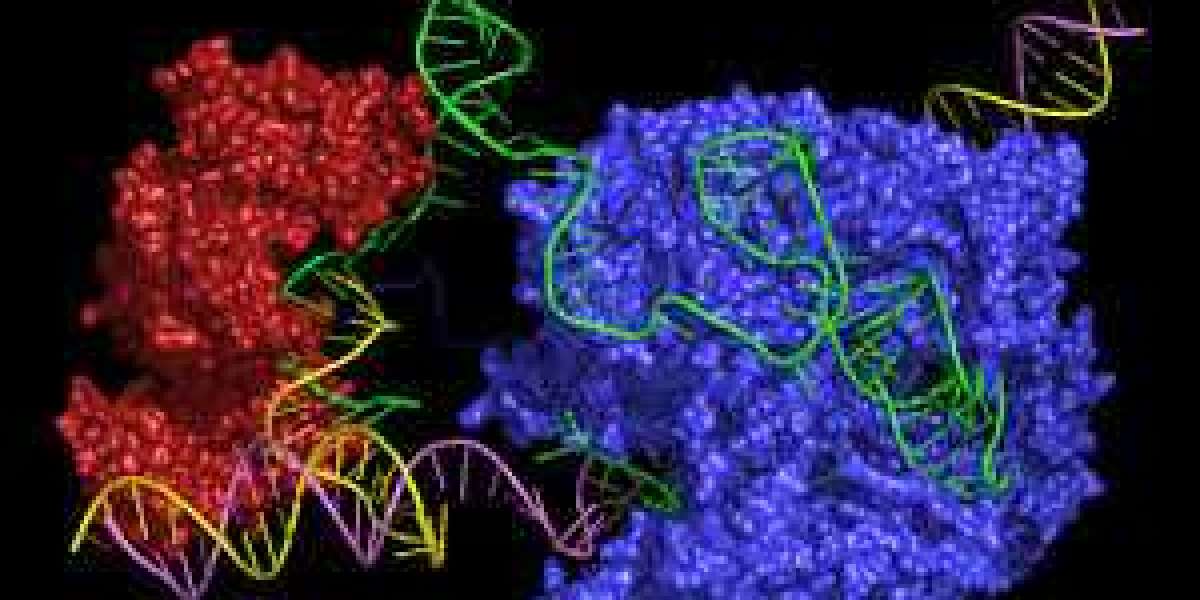 Prime Editing and CRISPR Market latest Analysis and Growth Forecast By 2033