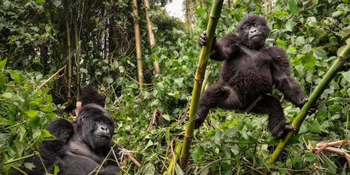 Join Gorillas and Wildlife Tours for a thrilling adventure: A 3-day gorilla trekking trip in Uganda and a Kenya Wildlife