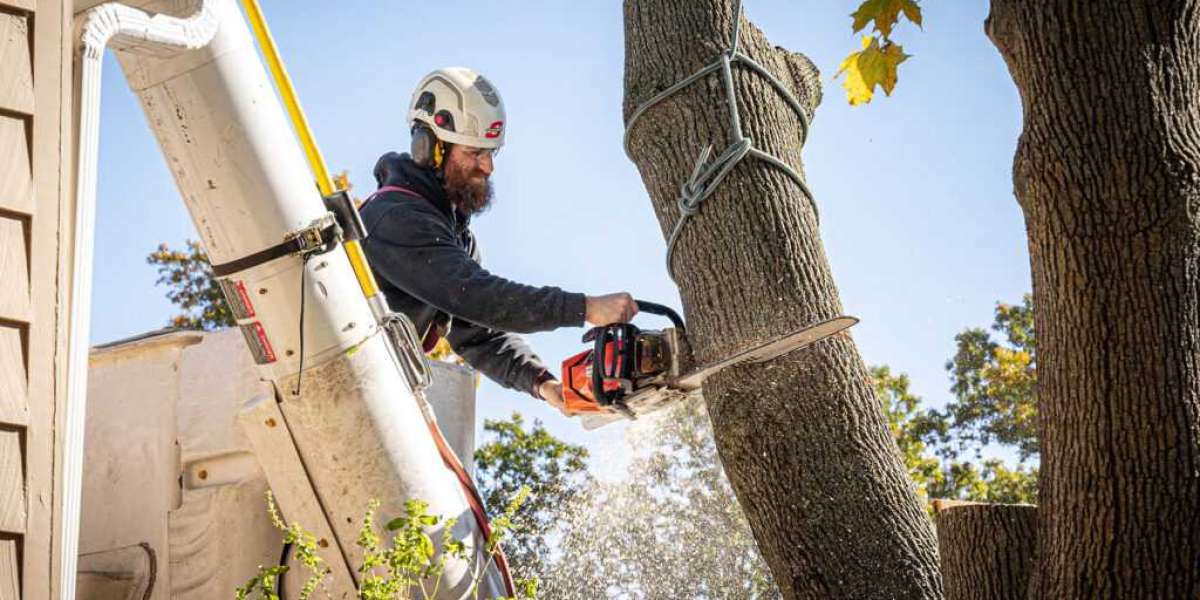 The Benefits of Hiring Professional Tree Services Near Me