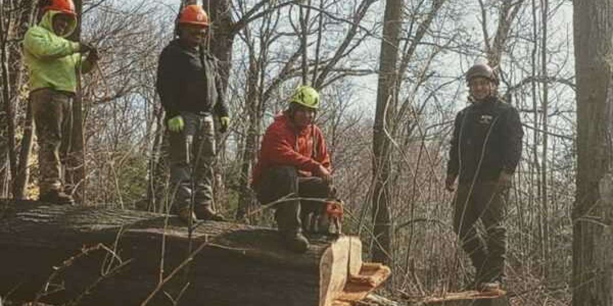 Expert Tree Removal Services: Ensuring Safety, Efficiency, and Environmental Responsibility