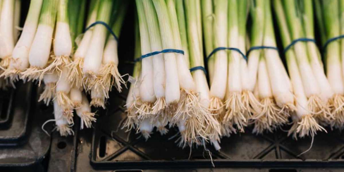 Welsh Onion Seed Market Regional Outlook, Price Trends and Capacity Forecasts to 2032