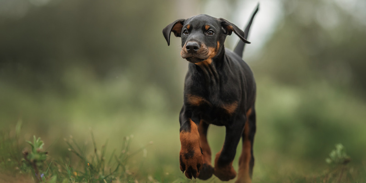 Promoting Calmness in Your European Doberman Puppy: Relaxation Techniques for a Happy Pup