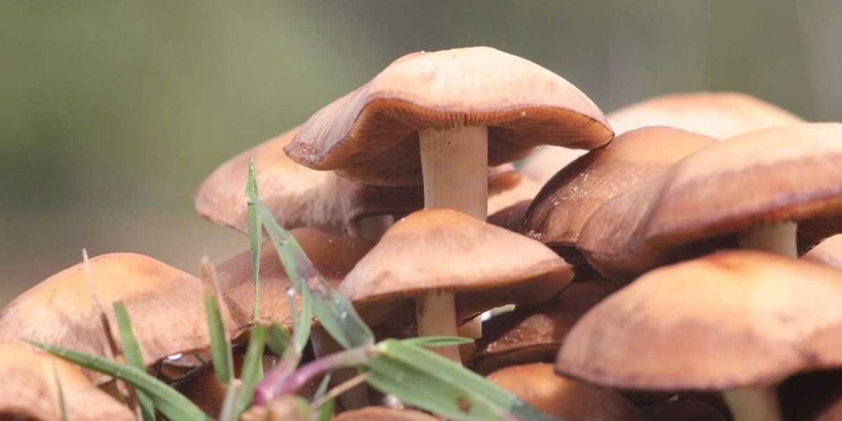 Nootropic Mushroom Supplement Market Size, Share, Trends,Forecast 2032