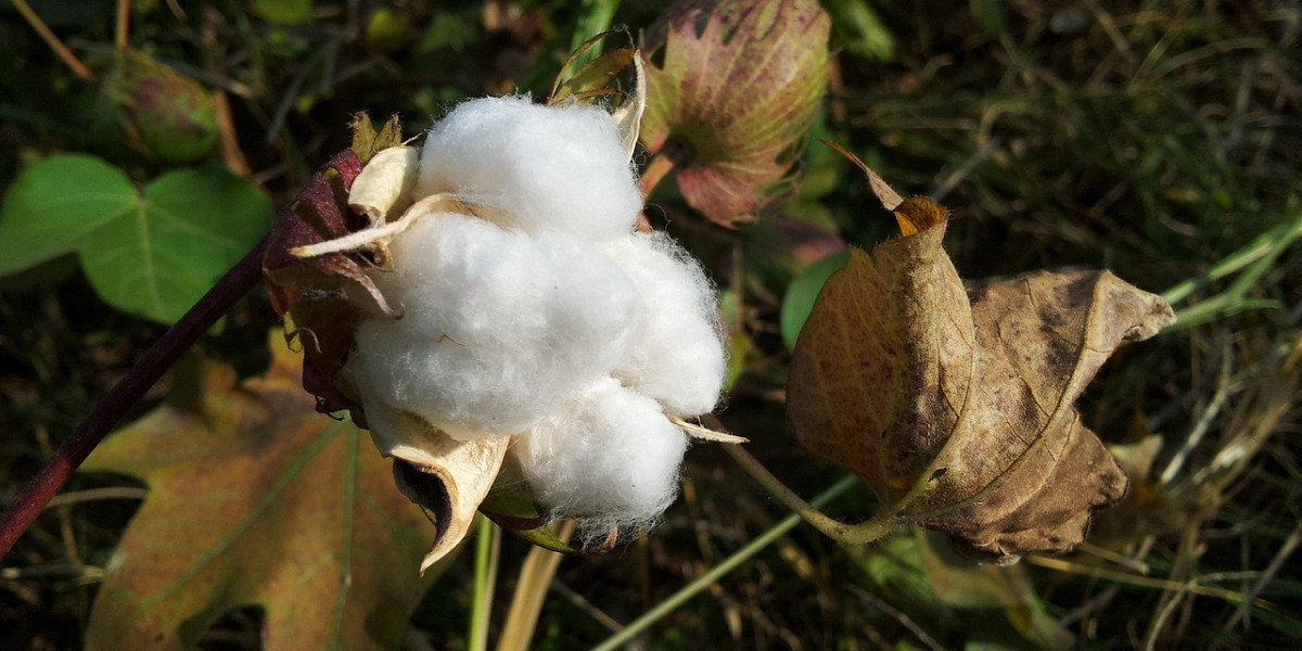 Cotton Seeds Market Size, Share, Trends,Forecast 2032