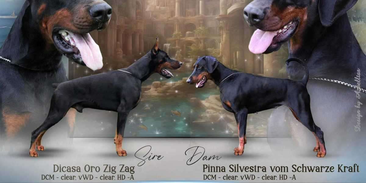 Unleashing the Power of Positive Affirmations for European Dobermans