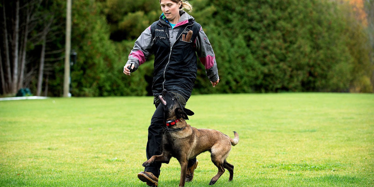 Residential Dog Training: A Comprehensive Solution for Canine Behavior