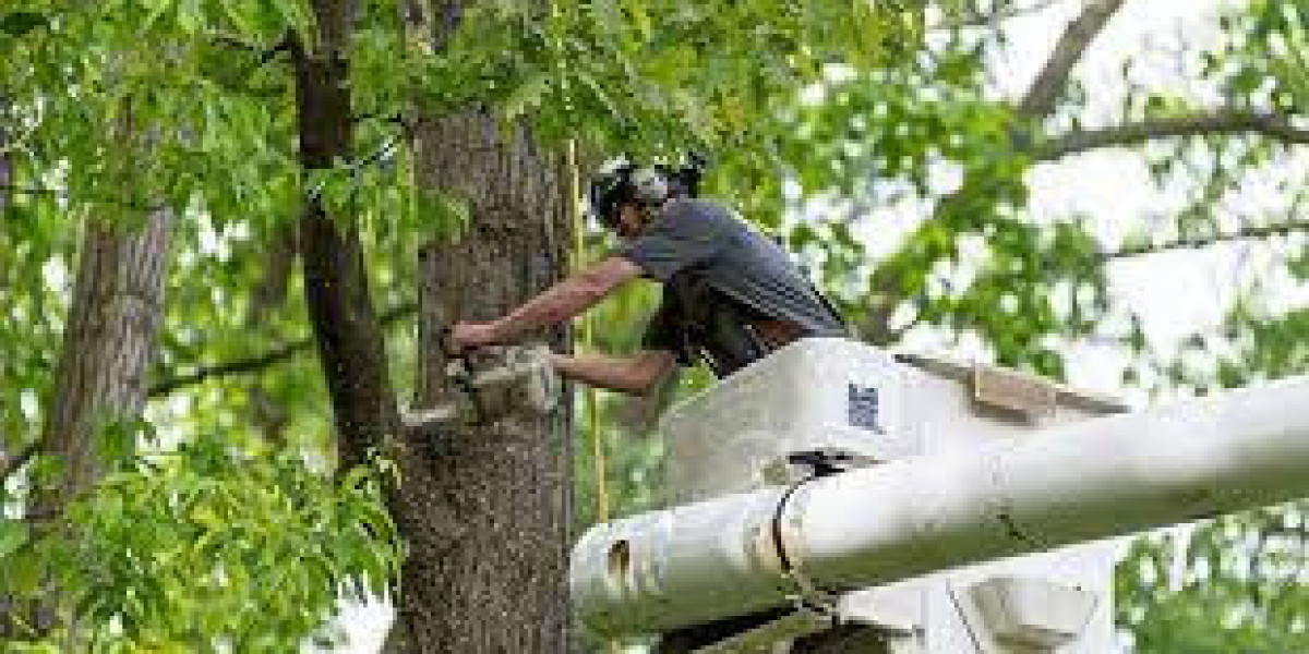 Enhancing Your Landscape: Local Tree Removal and Trimming Services
