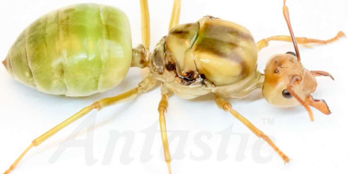 Unveiling the Culinary Treasure: Green Ants for Sale