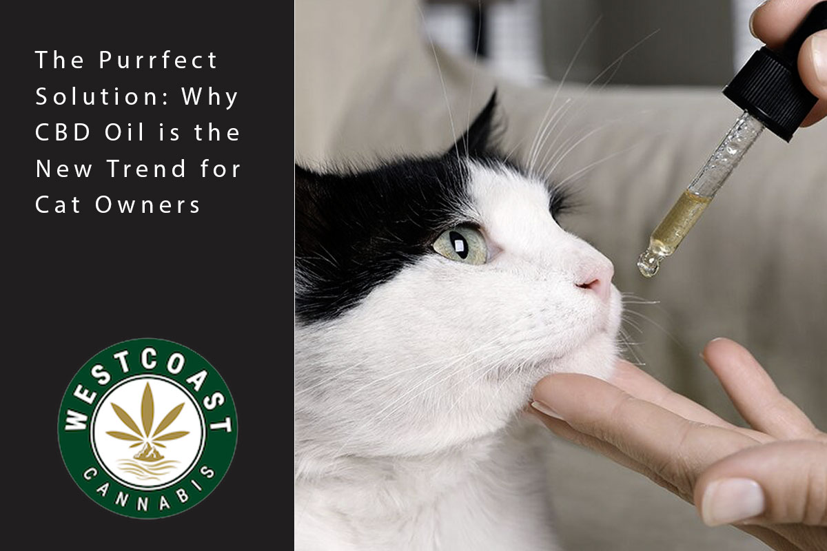 The Purrfect Solution: Why CBD Oil Is The New Trend For Cat Owners | West Coast Cannabis