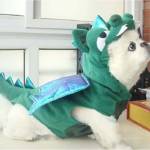 dogdragon costume
