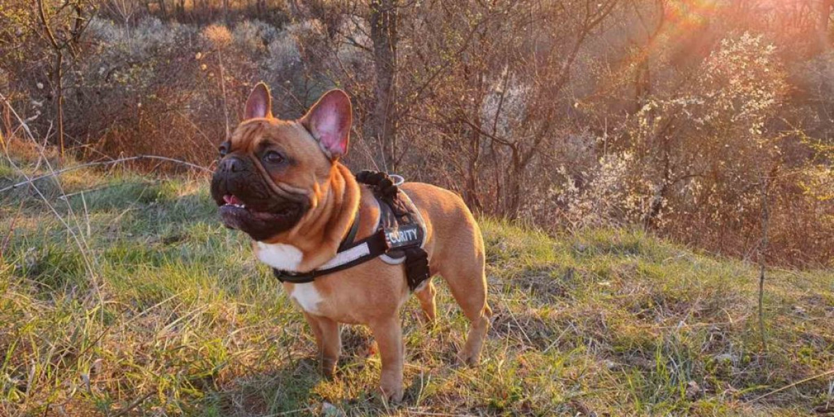 French Bulldog Agility Training: Fun and Fitness