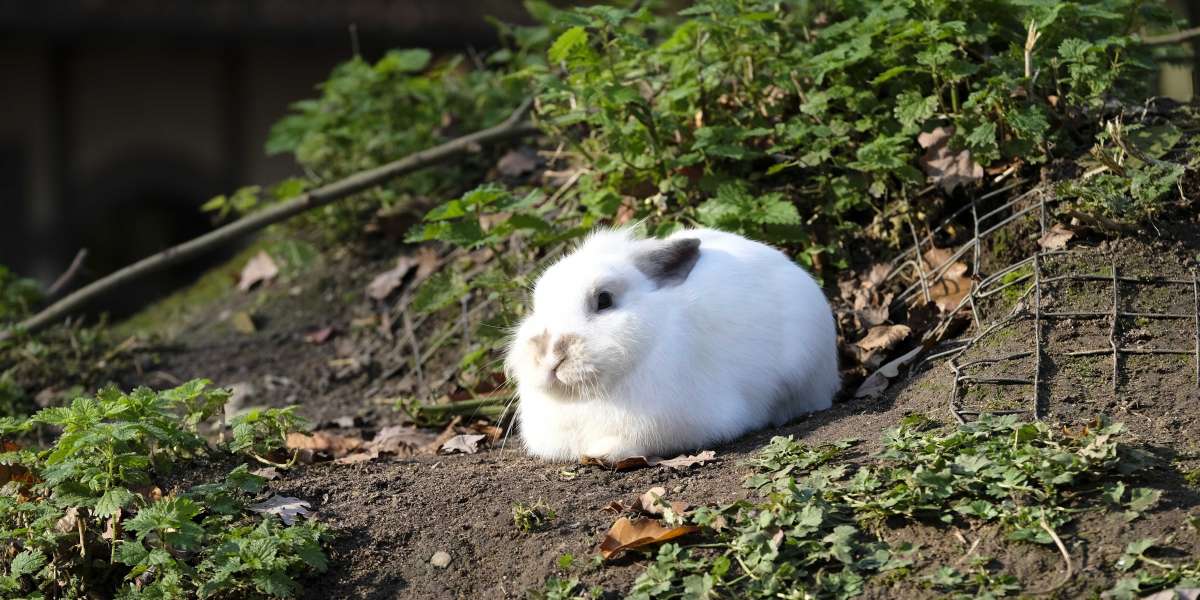 Comprehensive Guide to Caring for Your Rabbits at Home