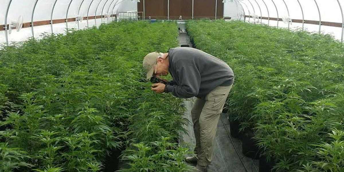 The Art of Growing Organic Weed: Cultivating Cannabis Naturally