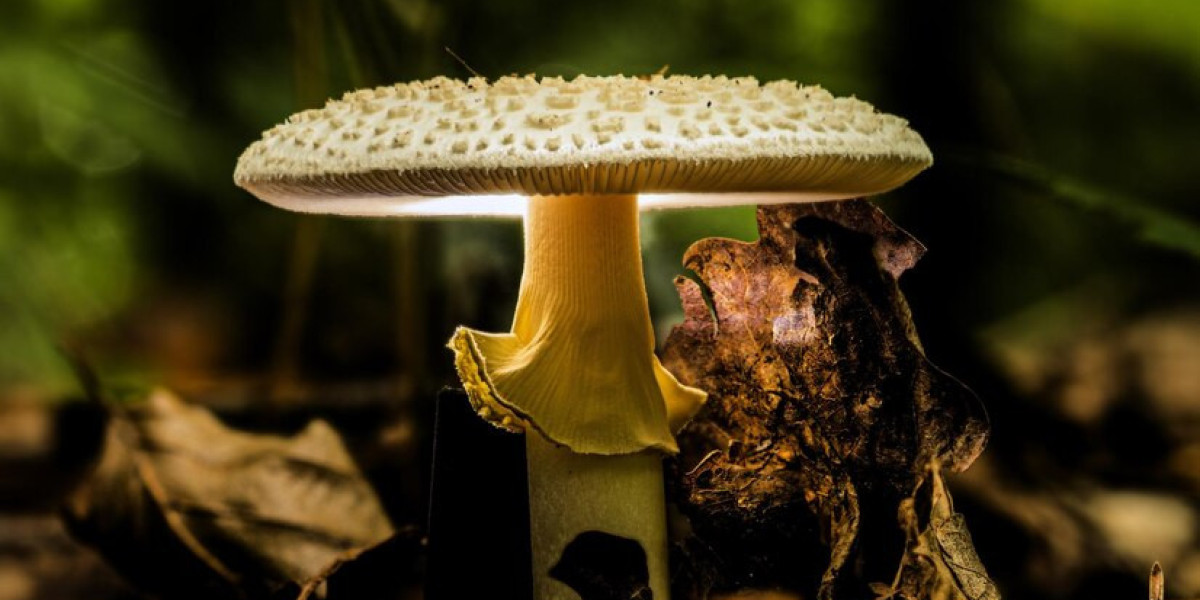 Magic Mushroom Psilocybin Market: Unveiling the Therapeutic Potential of Nature's Gift