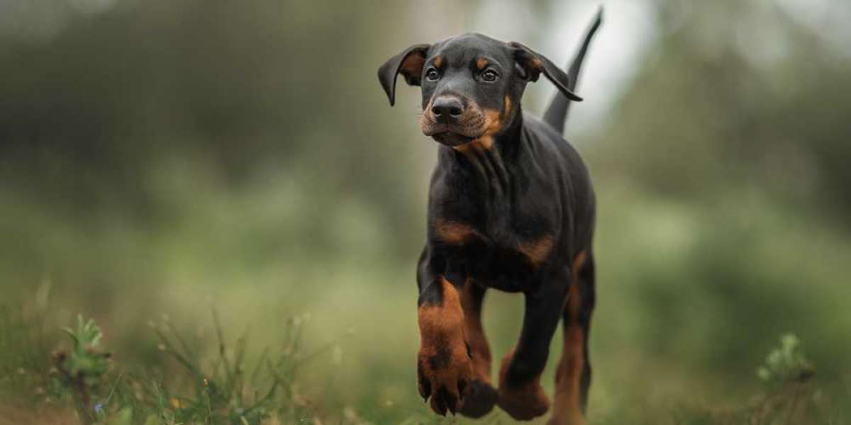 Teaching European Doberman Puppies to "Stay Still" for Veterinary Exams: A Guide for Pet Parents