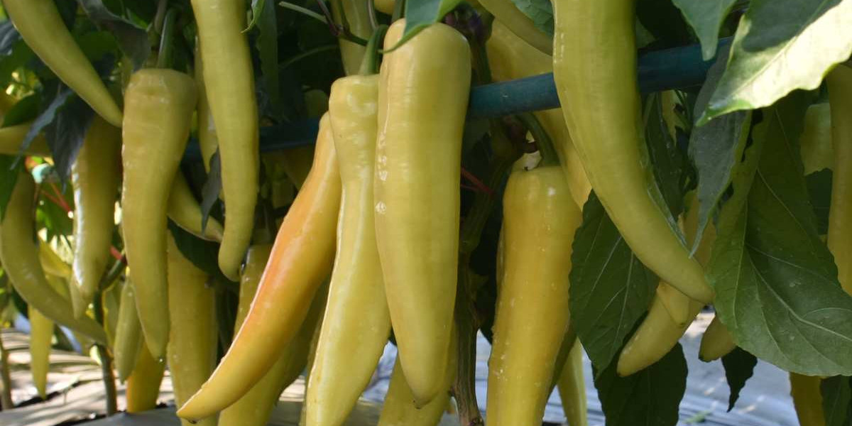 The Complete Guide to Growing Sweet Banana Peppers in Pots