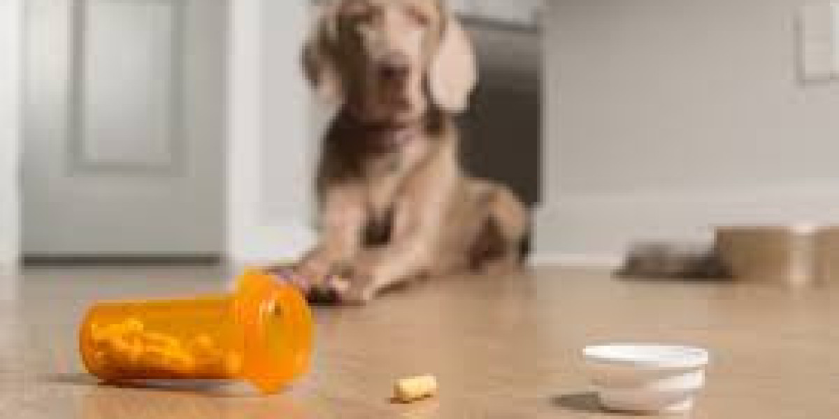 Veterinary Care: Utilizing Fluconazole for Canine Health