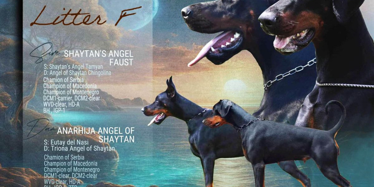 European Doberman: Showcasing Their Elegance in Dog Shows