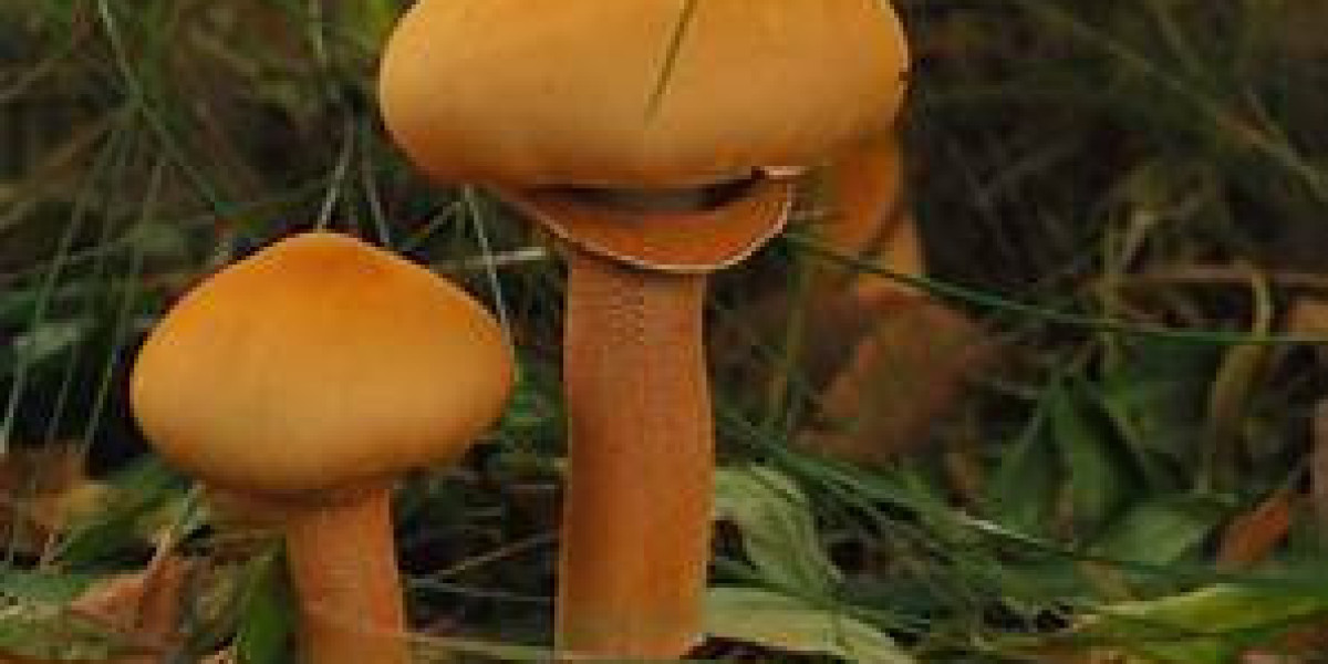 Introduction the actual Mysteries associated with Gold Cap Mushrooms: Natural Gold Cherish