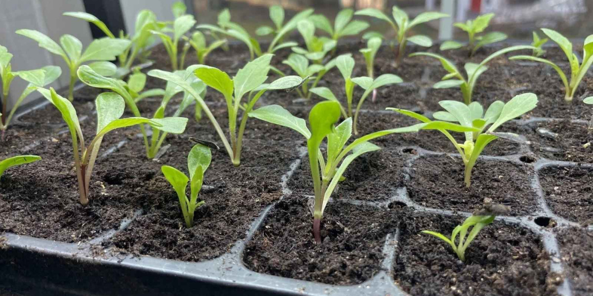 5 stappen en 5 tips voor het succesvol planten of oppotten van dahlia-knollen