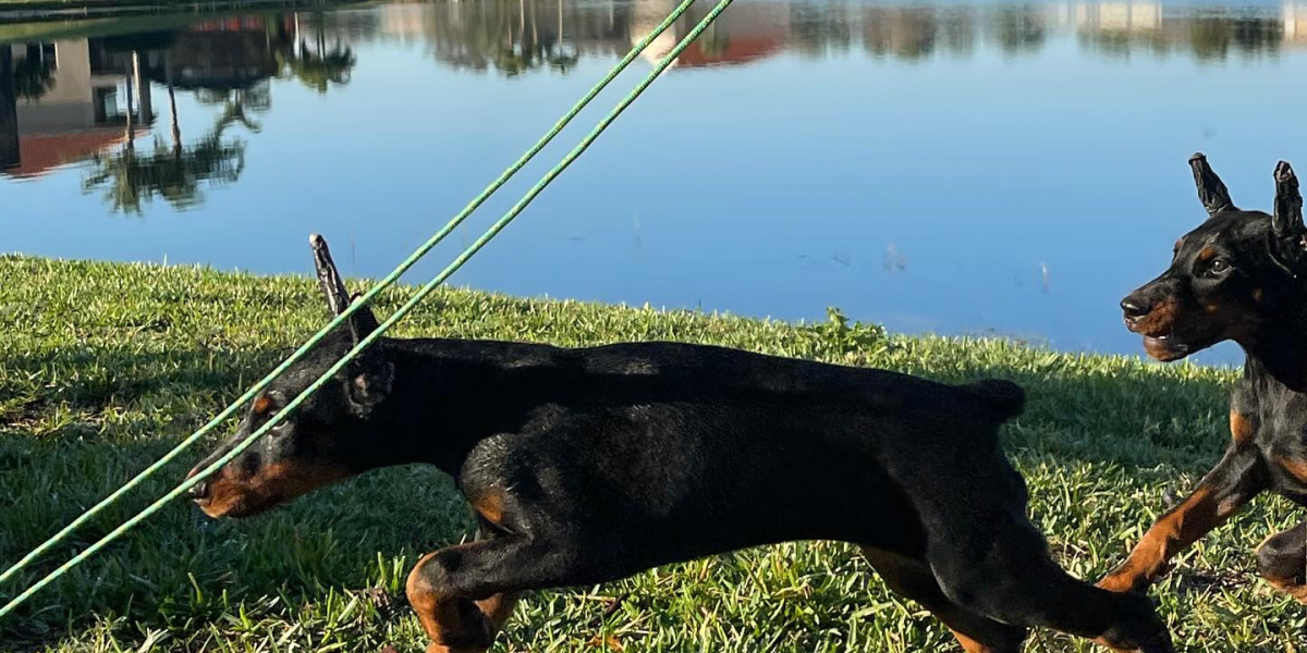 Are There European Doberman Specific Health Concerns?