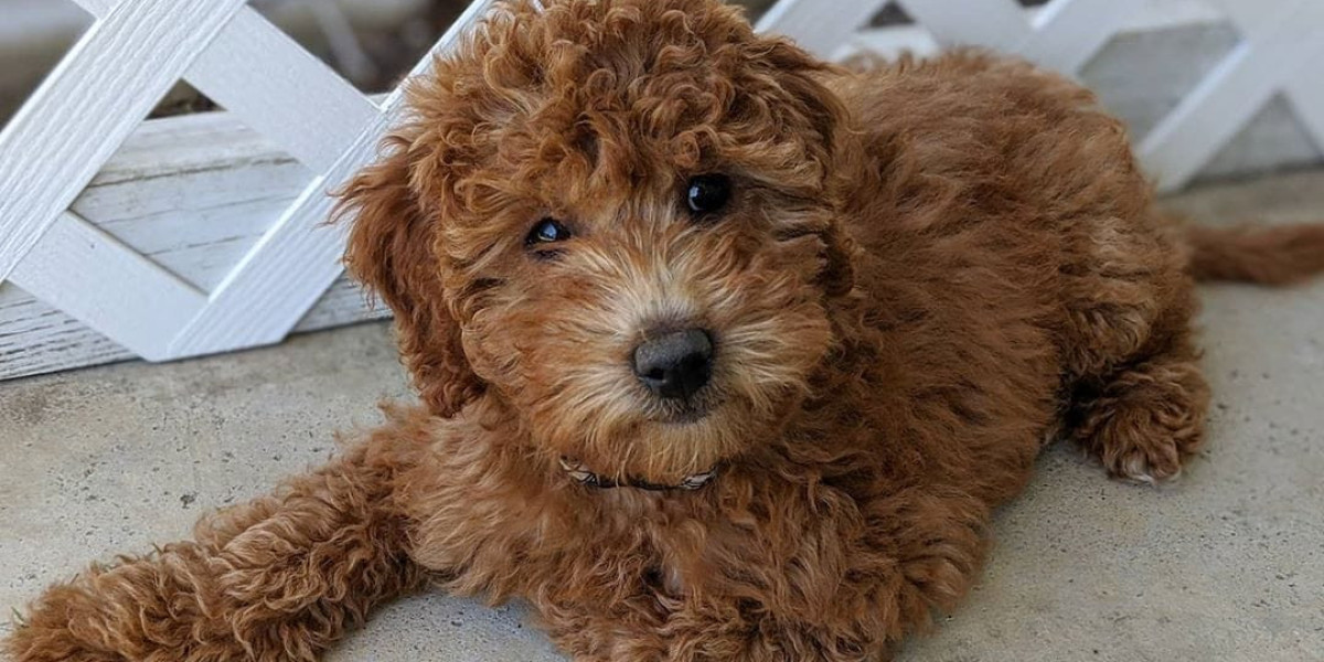 Mini Goldendoodles Buying Guide