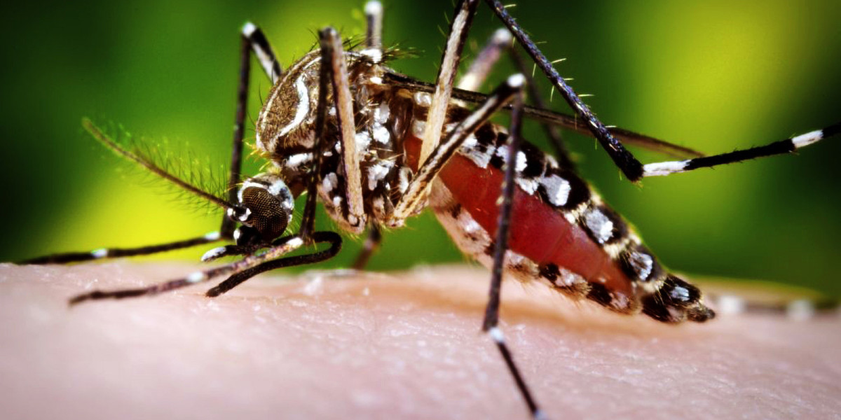 Beyond the Itch: Navigating the Landscape of Mosquito-Borne Illnesses