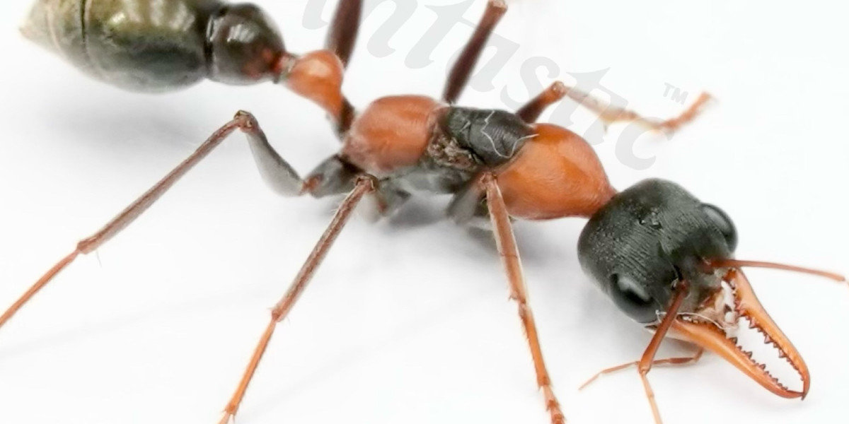 The Mighty Bull Ant: Nature's Tiny Powerhouse