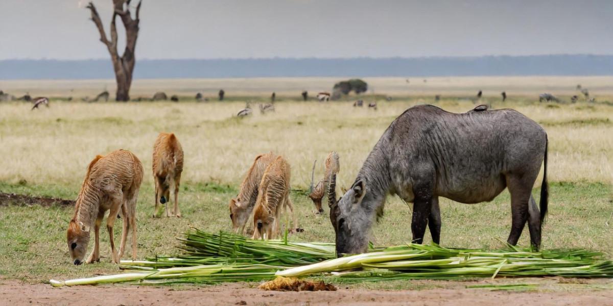 Exploring the Savanna's Culinary Delights: Animals That Feast on Lemongrass