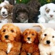 Dogs and Puppies for Sale | Best Dogs and Puppies at Best Price
