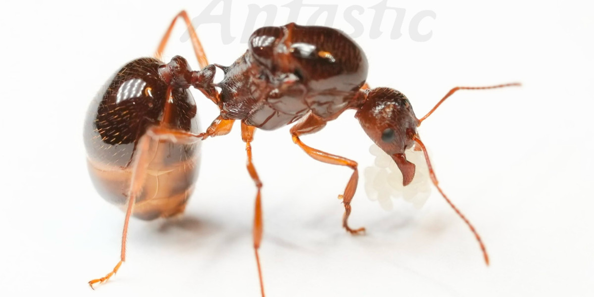 Discovering Funnel Ants for Sale: Benefits and Where to Buy