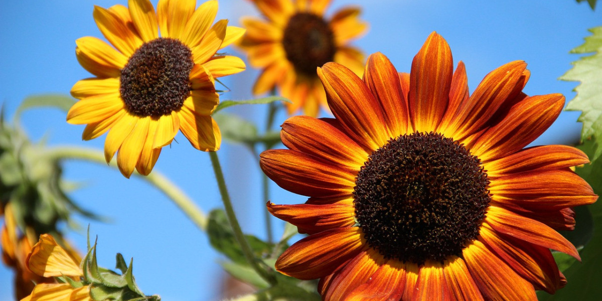 Sunshine In The Garden: Exploring The Charm Of Ornamental Sunflowers Market