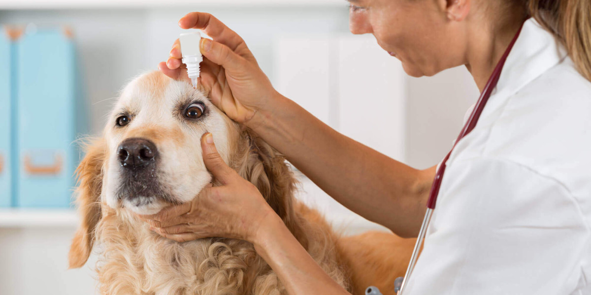 Enhancing Mobility: Exploring Growth Trends in the Companion Animal Arthritis Market