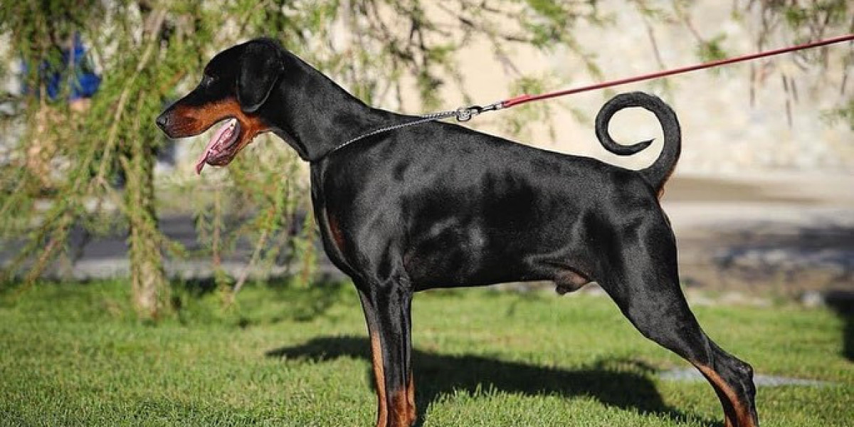 European Doberman: A Breed That Will Steal Your Heart