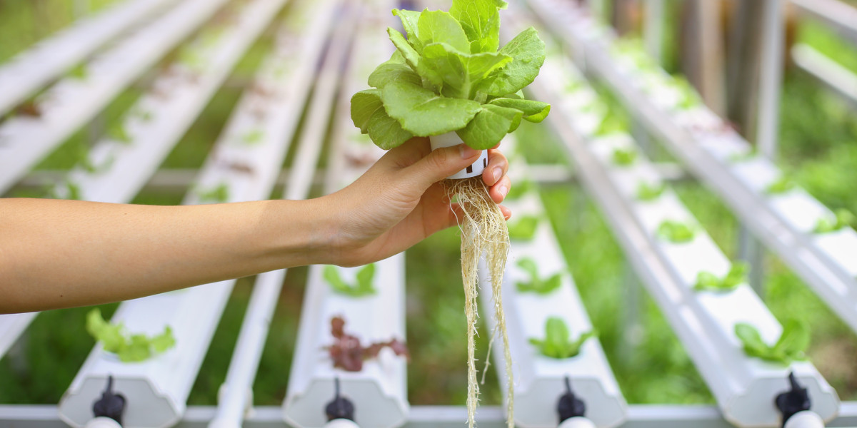Innovative Cultivation: A Comprehensive Exploration of Hydroponics, Redefining Traditional Agriculture