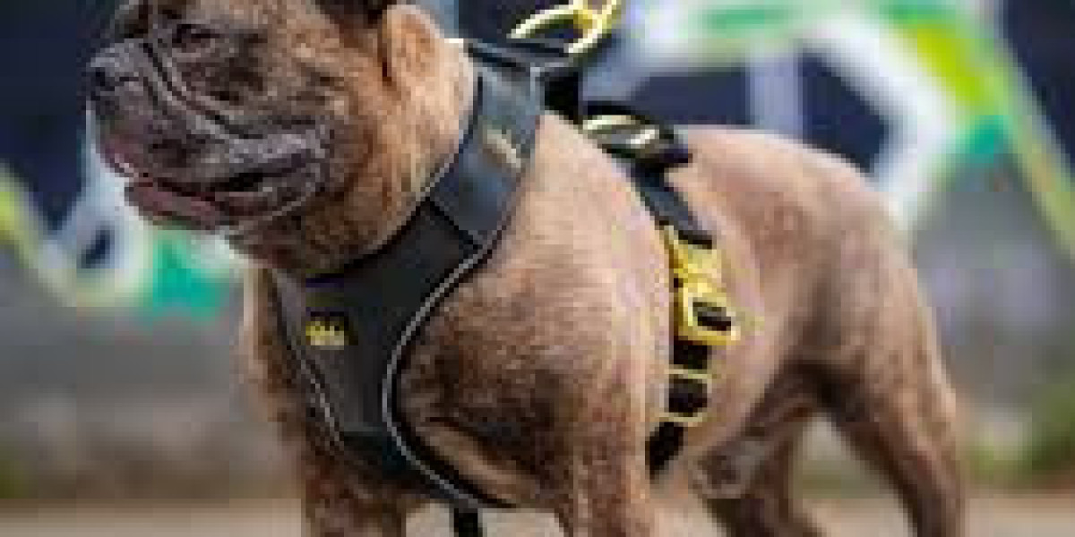 Pawsitively Chic: Designer Dog Harnesses for the Modern Dog