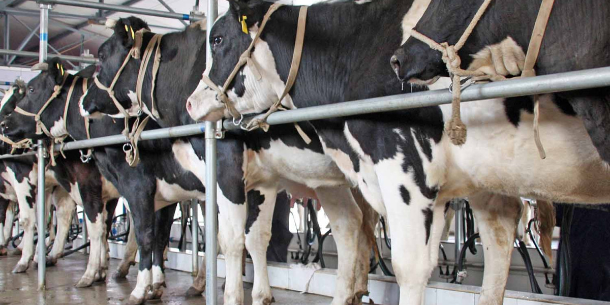 Factory Farming: Where Profit Trumps Animal Welfare