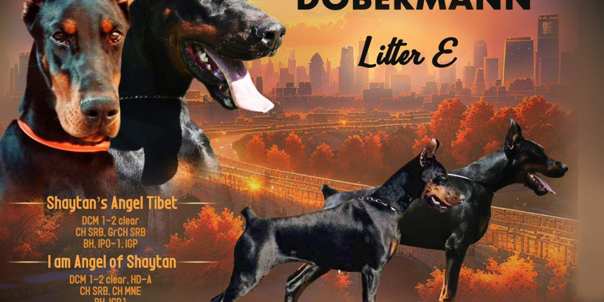 The True European Doberman: Unveiling a Legacy of Strength and Temperament