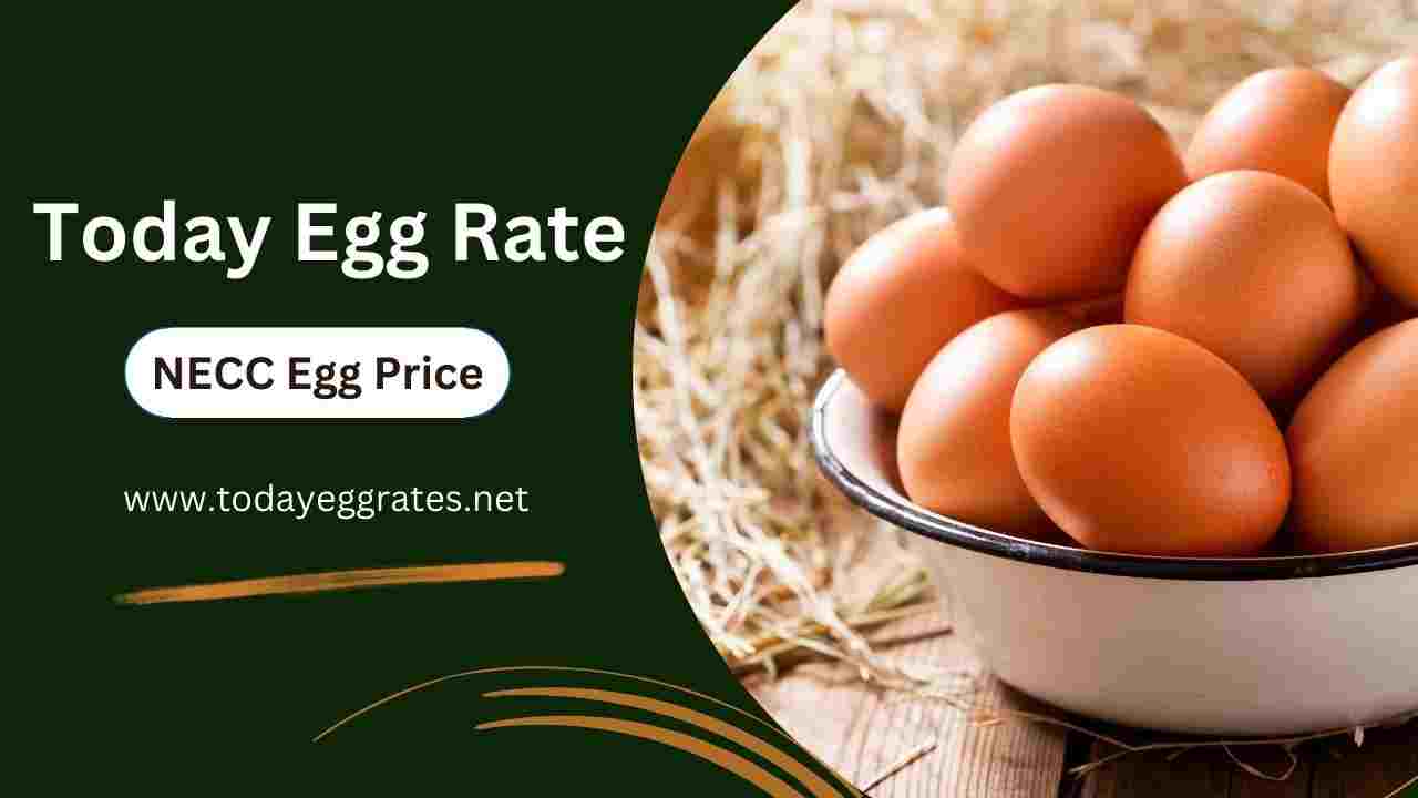Raipur Egg Rate (Today NECC Egg Rate in Raipur) - TodayEggRates