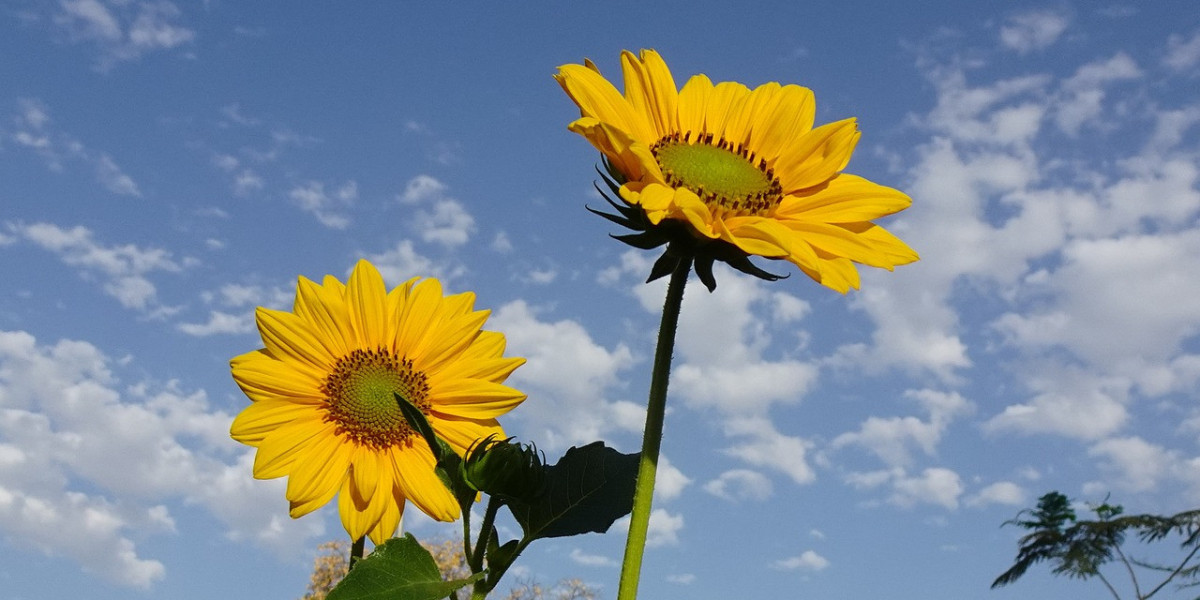 Few Flowers Evoke The Essence Of Summer Quite Like The Ornamental Sunflower