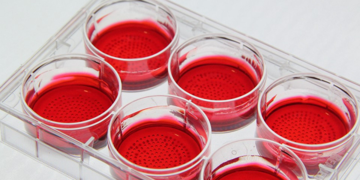 Global Primary Cell Culture Market: A Thriving Landscape for Cellular Research